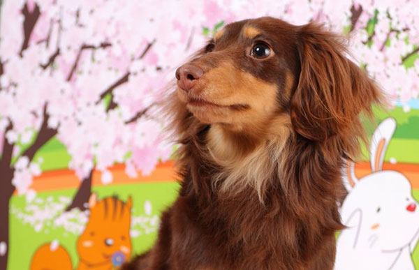 愛犬撮影会イベント