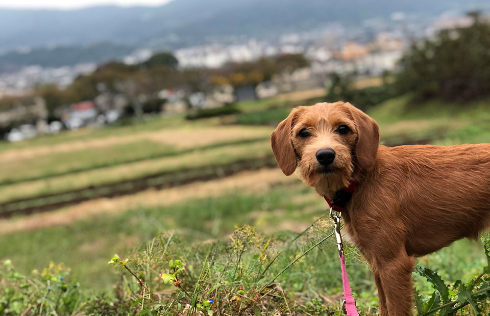 秦野市・渋沢の自然　ペットホテル