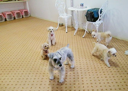 犬の保育園の様子