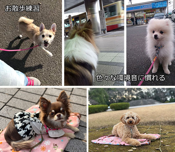 犬の保育園　お散歩での練習　色々な音や環境に慣れる　外でもリラックス