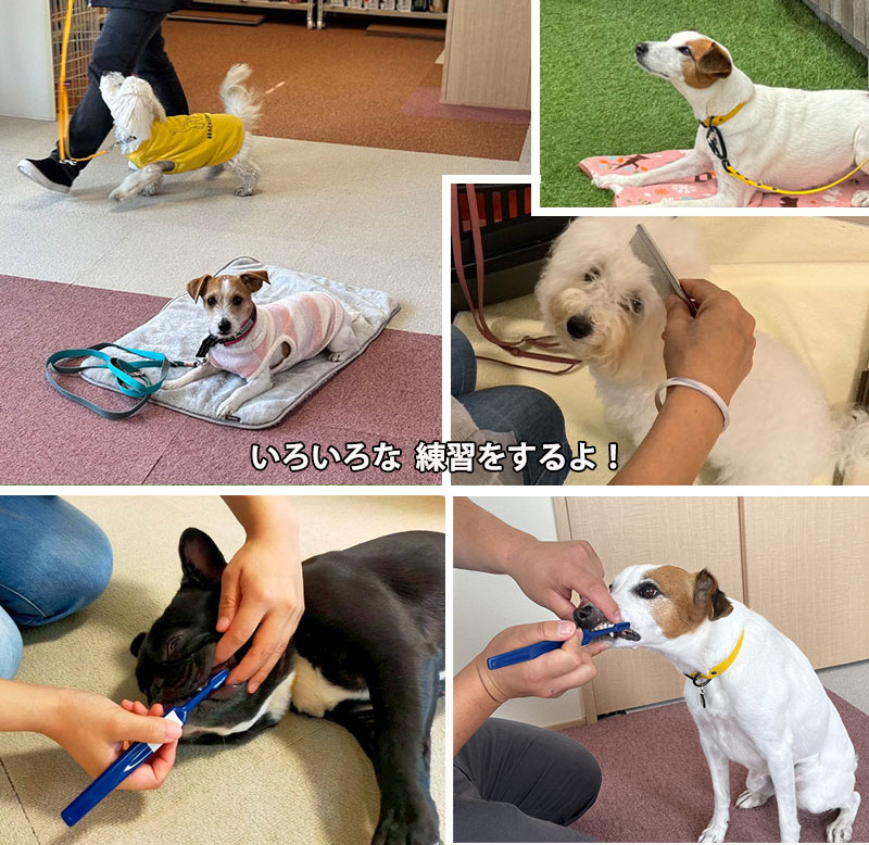 犬の保育園でのいろいろな練習　歯磨き　グルーミング　伏せ　マテ　ヒールウォーク