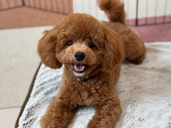 犬のトレーニング　中級コース　メンテナンスコース　復讐レッスン